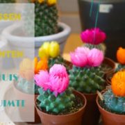 Cactussen en vetplanten in je huis en werkruimte