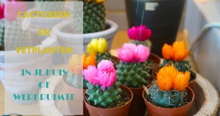 Cactussen en vetplanten in je huis en werkruimte