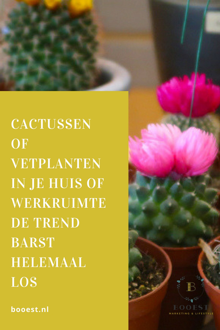 Cactussen en vetplanten in je huis of werkruimte. Velen hebben een haat-liefde verhouding met cactussen. Toch barst in 2017 de trend van cactussen in je huis helemaal los. Laat je verleiden! new.booest.nl/cactussen-en-vetplanten-in-huis-en-werkruimte