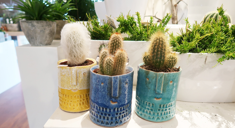 cactussen in je huis en werkruimte