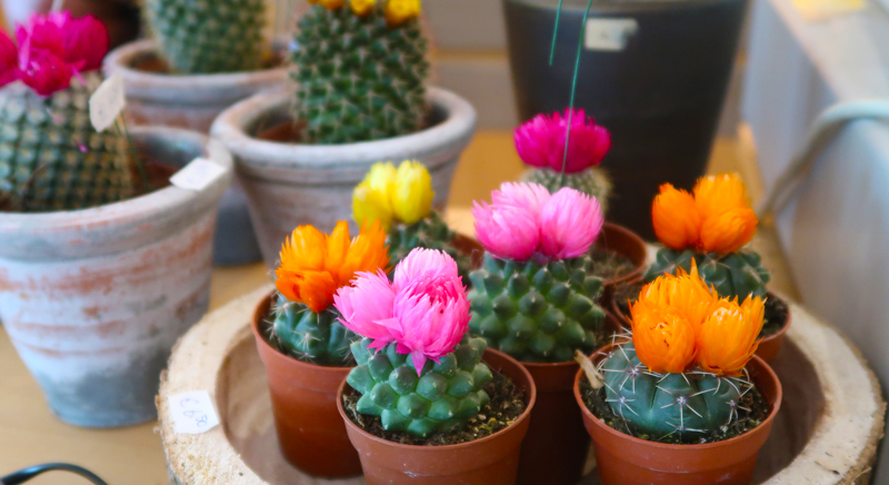 cactussen in je huis en werkruimte