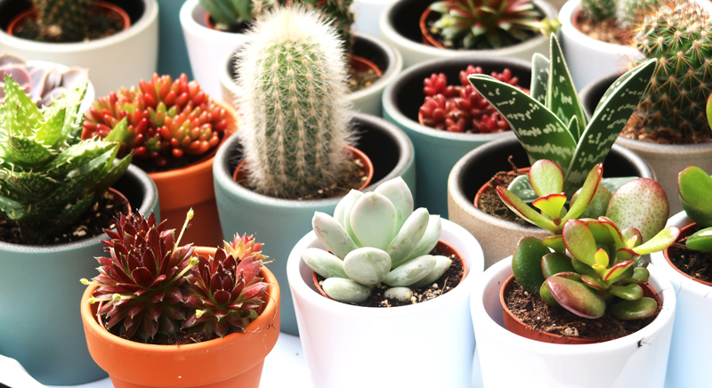 cactussen in je huis en werkruimte